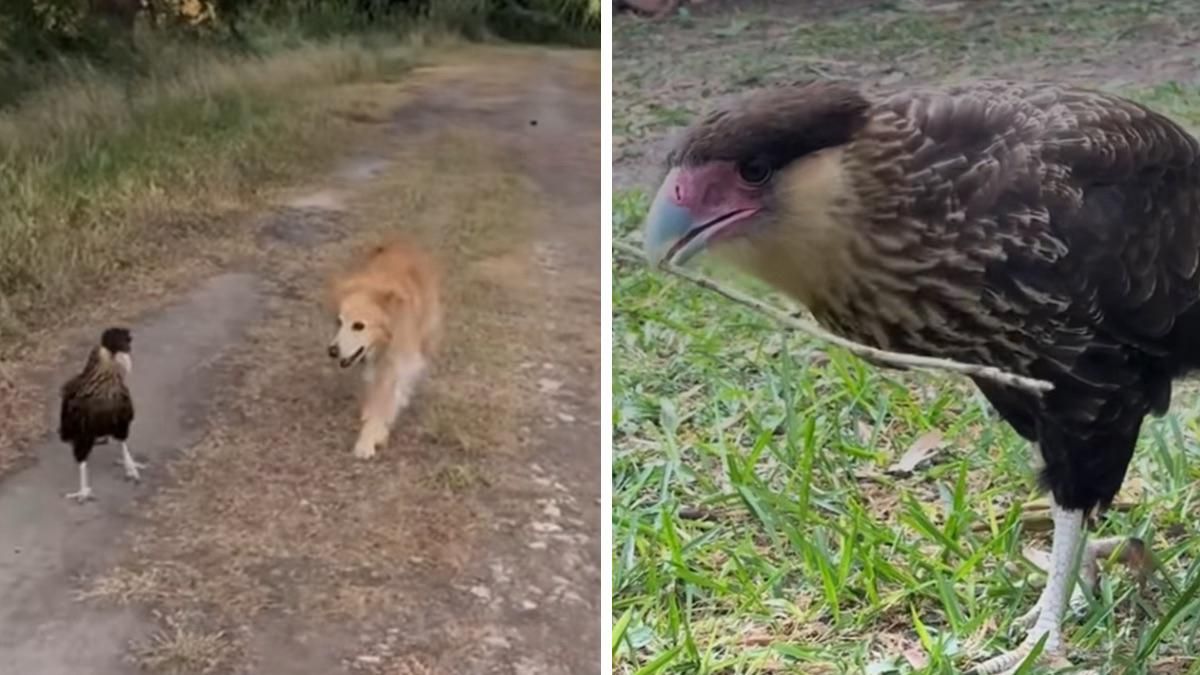 El carancho que se hizo viral en redes por no separarse de un perro.