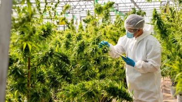 Dos moléculas de cannabis podrían prevenir el COVID-19
