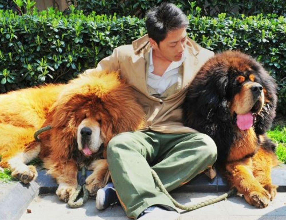 perro