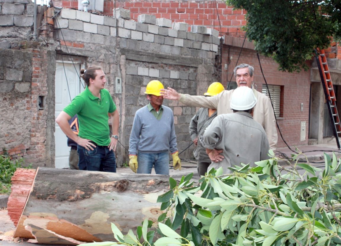 Remueven árbol
