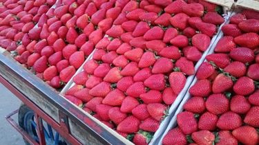 Por qué bajó el precio de la frutilla en Jujuy y cuánto cuesta hoy el kilo
