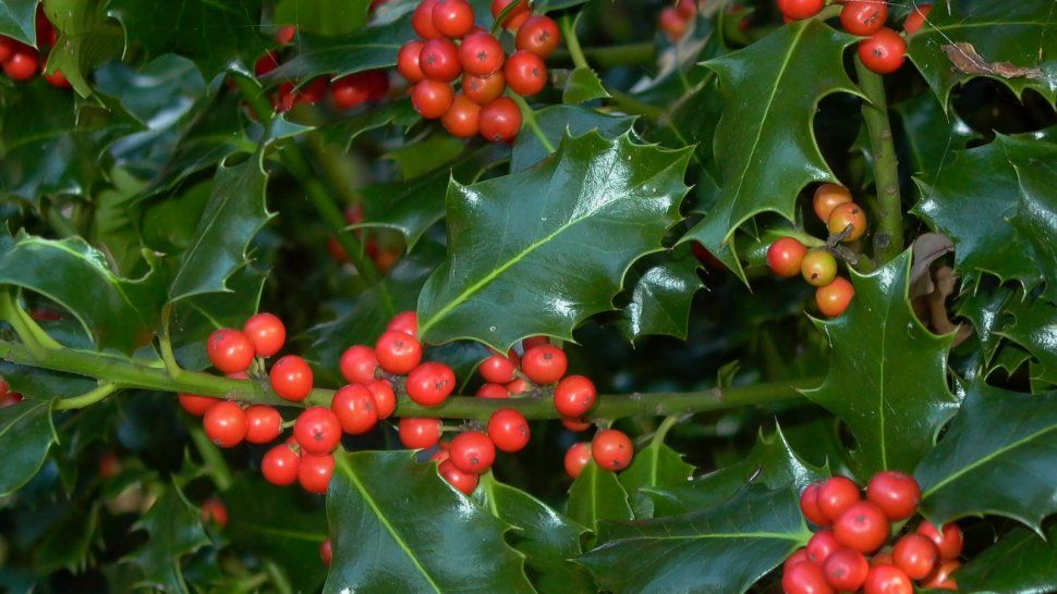 Navidad: qué significan los muérdagos&nbsp;
