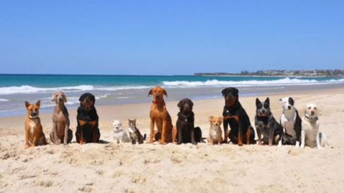 Todo Jujuy | Verano 2025: 10 consejos para ir a la playa con tu perro