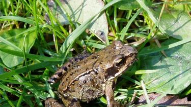 Alimañas: qué hacer si entra una rana en tu casa.&nbsp;