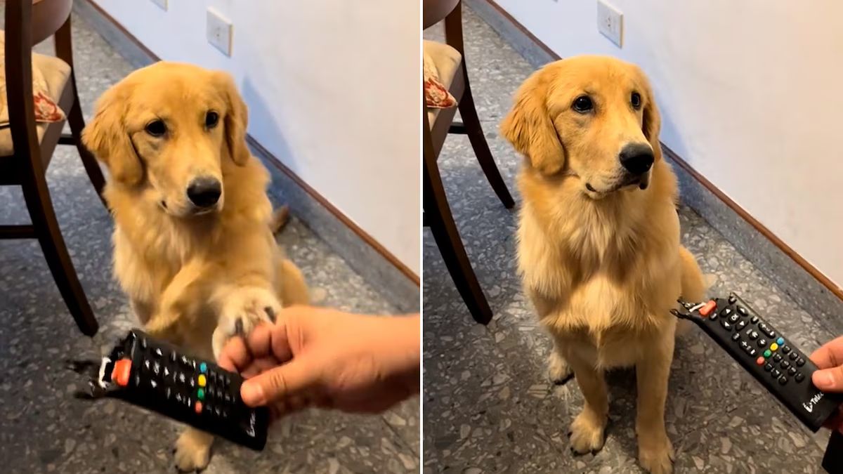Retó a su perro, lo grabó y su reacción se volvió viral. &nbsp;
