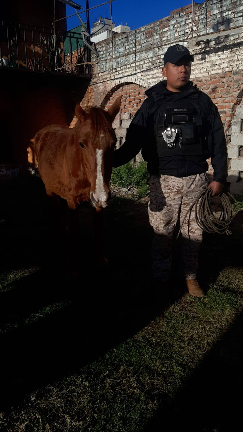 La policía rescató a un caballo suelto en las calles del centro de la ciudad de San Salvador de Jujuy