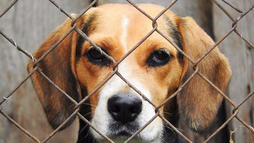 Realizarán una charla concientizadora sobre el maltrato animal