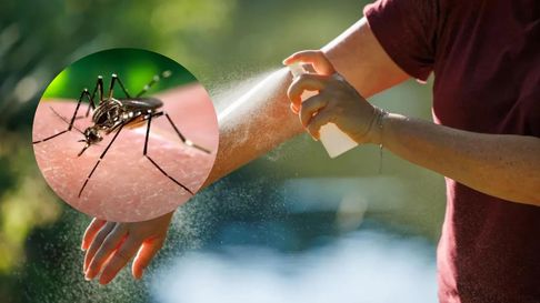 Todo Jujuy | Una invasión de mosquitos del dengue azota hace algunas semanas al Área Metropolitana de Buenos Aires (AMBA) y otras provincias.