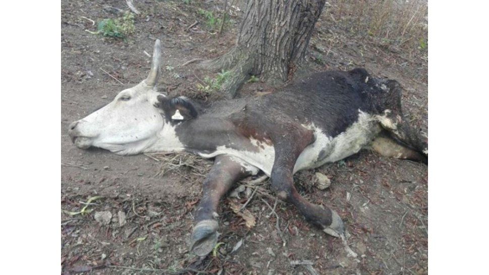 Contaminación y muerte de ganado en Finca El Pongo