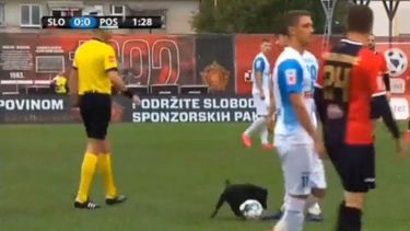 Un perro interrumpió un partido y brindó un cómico espectáculo en la liga de Bosnia y Herzegovina.