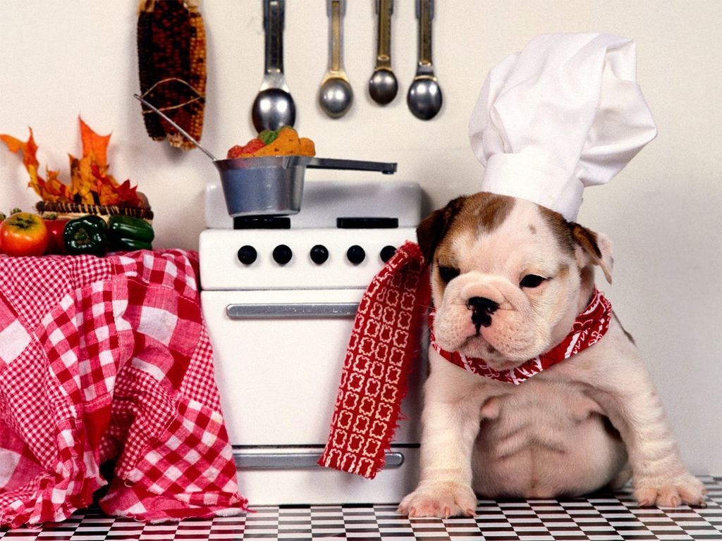 Alimentos que un perro debe evitar
