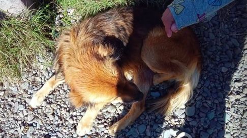 Todo Jujuy | perro ayuda