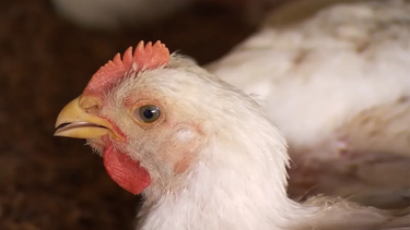 Gripe aviar en Uruguay. Gripe aviar en Uruguay.