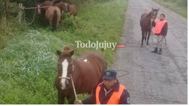 Dueños irresponsables: secuestraron 30 animales en rutas jujeñas