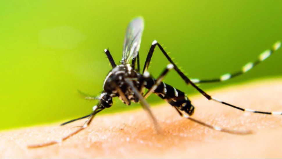 Nuevo caso de dengue en Jujuy - Son 7 hasta el momento