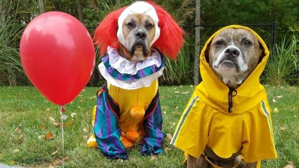 Desfile de mascotas disfrazadas en San Pedro