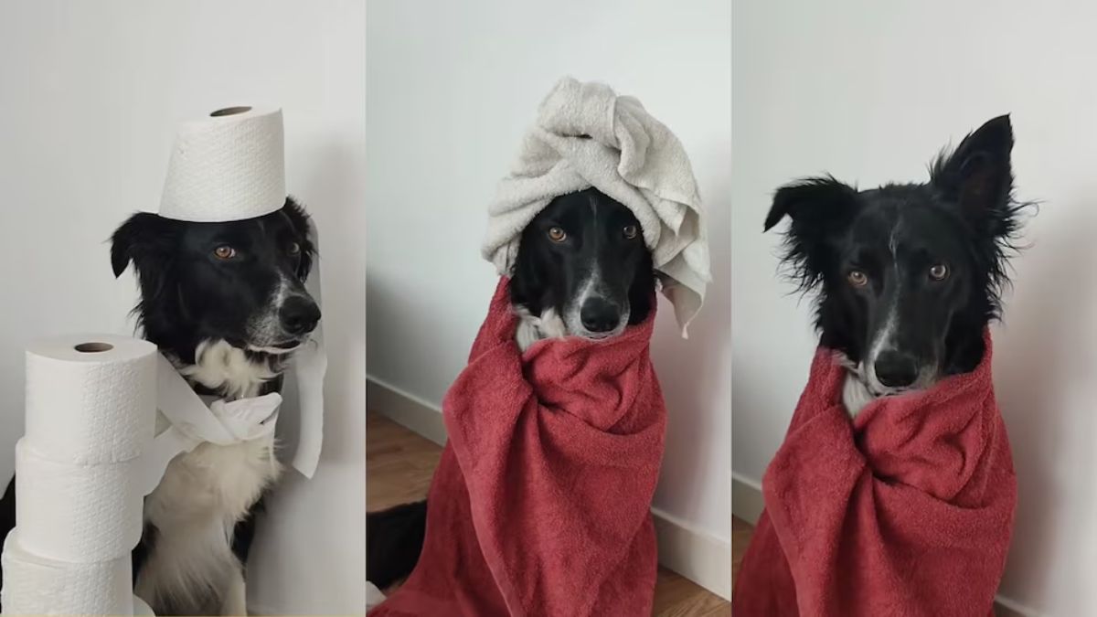 Fotografió a su perro como decoración de baño y el resultado fue un video viral. &nbsp;