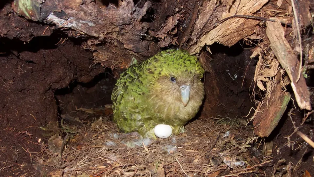 El loro kkp inicia un nuevo ciclo de reproducción en Nueva Zelanda tras cuatro años El loro kkp inicia un nuevo ciclo de reproducción en Nueva Zelanda tras cuatro años