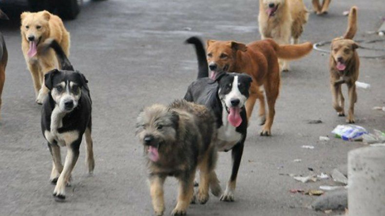 Las protectoras de animales apuntan a la falta de control: Deben actuar y controlar