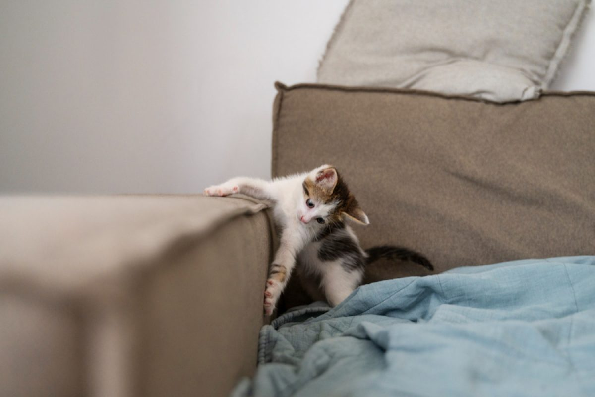 Trucos para evitar que tu gato arañe los muebles.&nbsp;