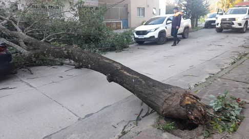 Todo Jujuy | Temporal de viento en Jujuy: hubo árboles caídos y voladuras de chapas
