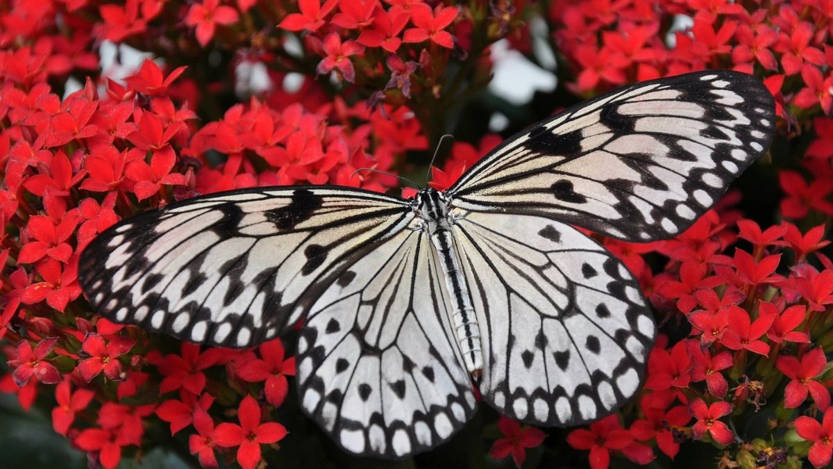 Un biólogo alemán alertó sobre la situación actual de las mariposas.