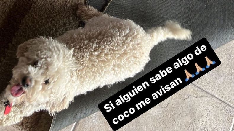Tamara Báez subió una historia por la desaparición de su perro.&nbsp;