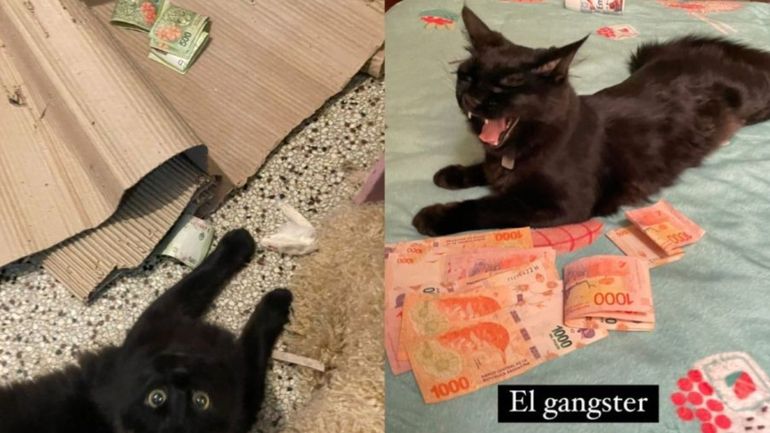 Se hace llamar el “Michi punga” ya que le robo plata a sus vecinos. La dueña de Arturo, el gato, contó que la mascota apareció en la casa con 20.000 pesos. 