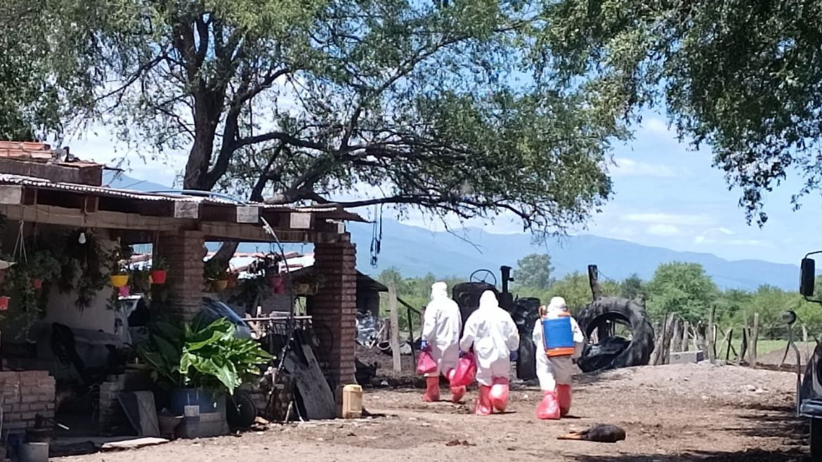 Casi 100 casos sospechosos de influenza aviar en Argentina