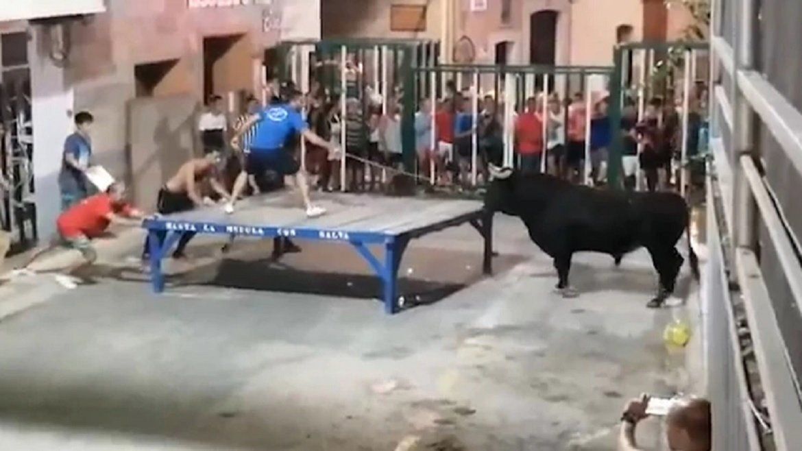 Todo Jujuy | toro.jpg
