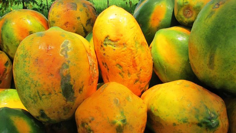 Papaya (2)