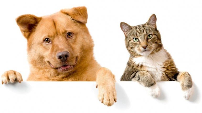 Campaña de tenencia responsable de mascotas en Perico