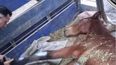 Rescataron en Ledesma a un caballo que estaba abandonado y lastimado