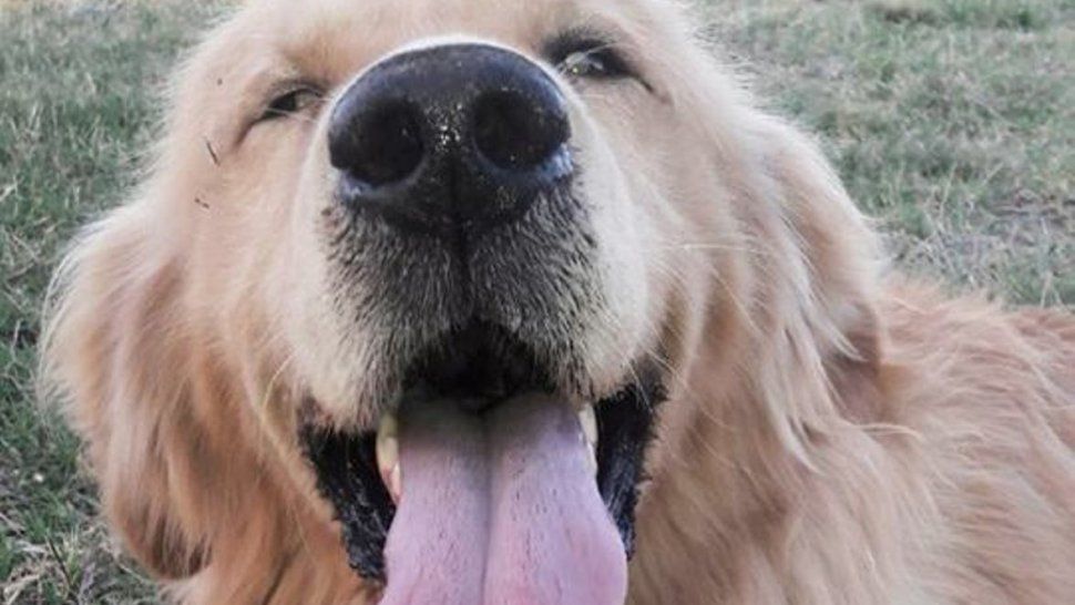 Volver a casa: La emocionante reacción del perro cuando vio a su dueña