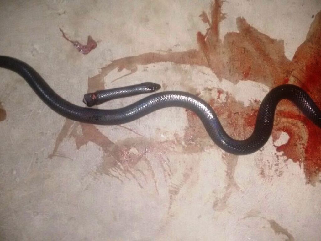 Una víbora en la casa