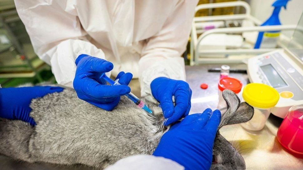 Rusia anunció su primera vacuna Covid para animales