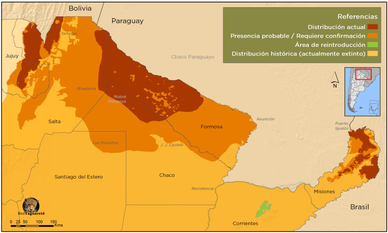 La especie perdió más del 95 por ciento de su distribución original en Argentina, hoy quedan menos de 200 ejemplares dispersos y aislados en pequeños grupos (Rewilding)