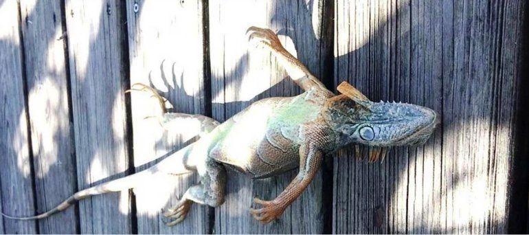 Iguanas.jpg