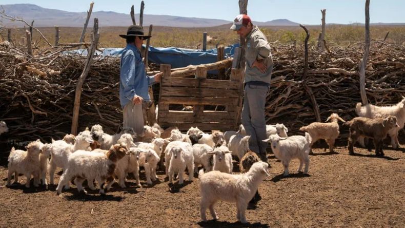 Los perros que viven para cuidar al ganado en la Puna.