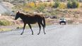 Multas por dejar animales sueltos en la vía pública (Foto ilustrativa)