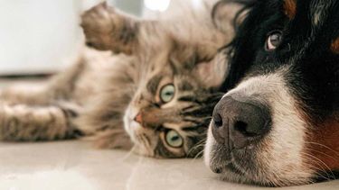 Mascotas en Alto Comedero (Foto ilustrativa)