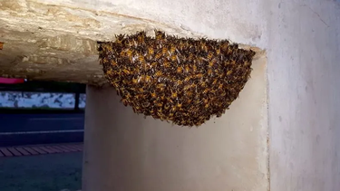 Especialistas de Jujuy explican qué hacer si aparece un enjambre en tu casa, cómo prevenir panales y cómo actuar ante la picadura de una abeja.