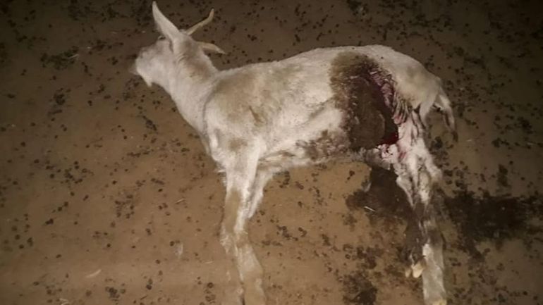 Humahuaca: perros atacaron y mataron a 4 cabras
