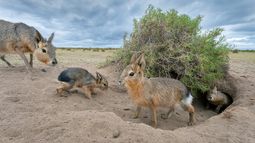 Unas 50.000 especies silvestres satisfacen las necesidades de miles de millones en todo el mundo, señalaron especialistas en biodiversidad de la ONU.