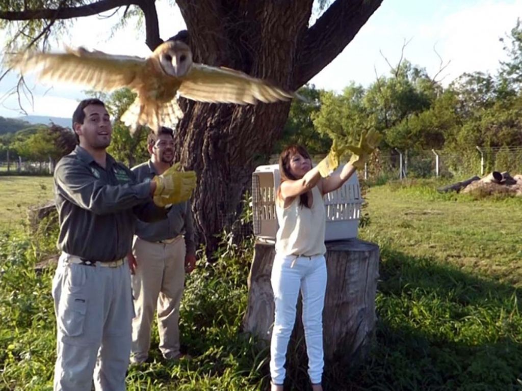 Liberación de las aves