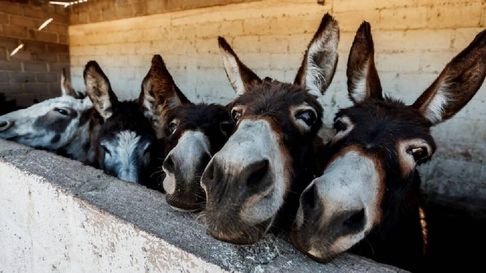 Todo Jujuy | carne de burro