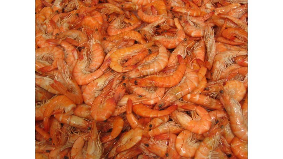 Cargamento de langostinos