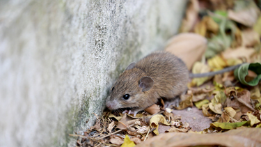 Los roedores contagian hantavirus. Los roedores contagian hantavirus.