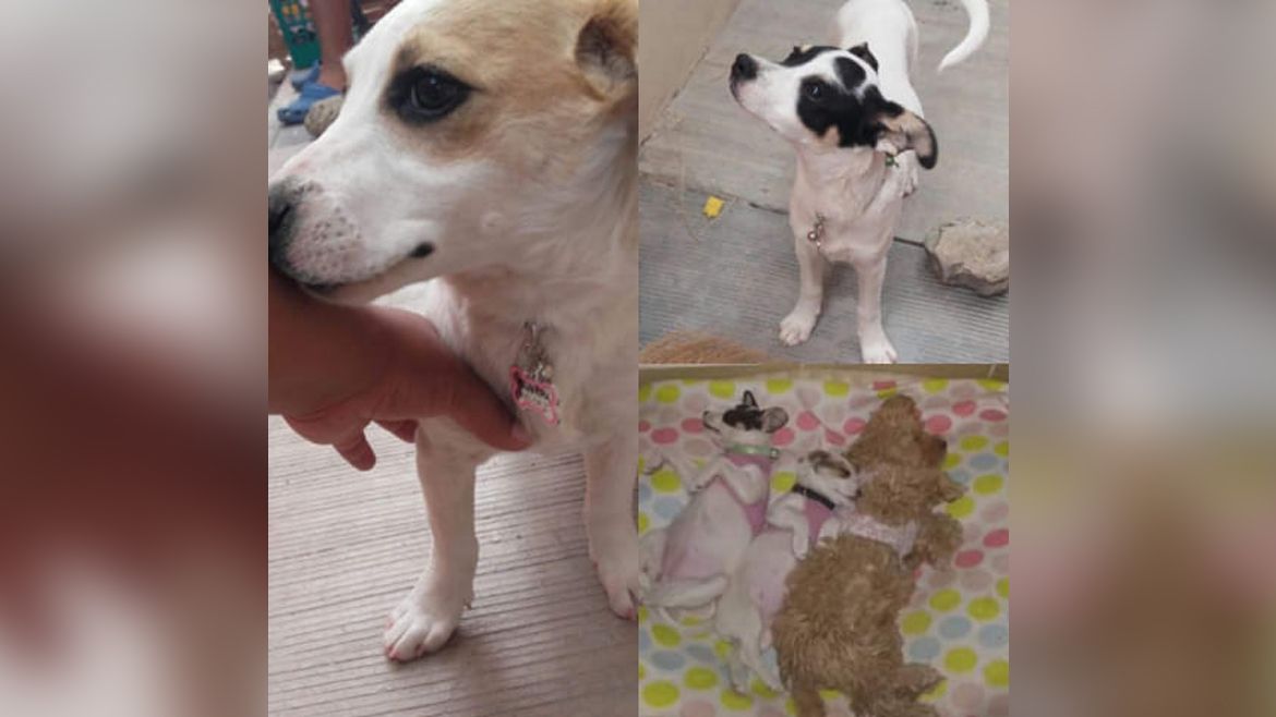 Todo Jujuy | perritas.jpg