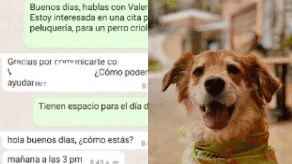 Pidió turno en la veterinaria, le preguntaron el nombre del perro y la respuesta les indignó.&nbsp;